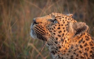 Close-up of a leopard's face looking upward, showcasing its striking blue eyes and detailed fur pattern, surrounded by the natural grasslands of Sabi Sand Reserve.