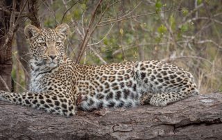 leopard-cub-lying-on-a-tree-branch