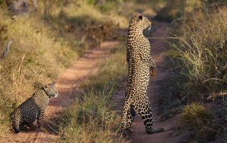 leopard-hunting