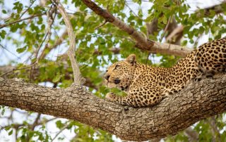 leopard-lying-in-a-tree