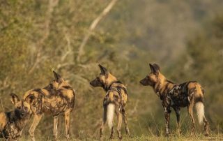 pack-of-wild-dogs-standing