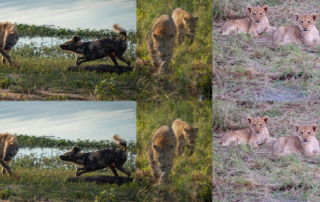 a-collage-of-wildlife-photos