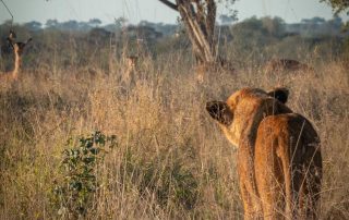 lion-standing-in-long-grass