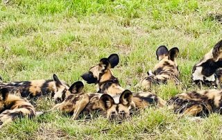 pack-of-wild-dogs-lying-on-grass