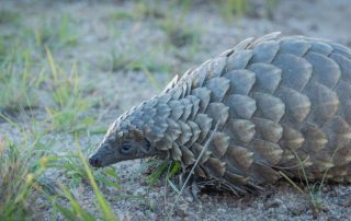 pangolin-sitting