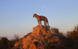 leopard-standing-on-a-termite-mound