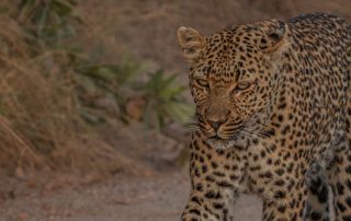 leopard-walking