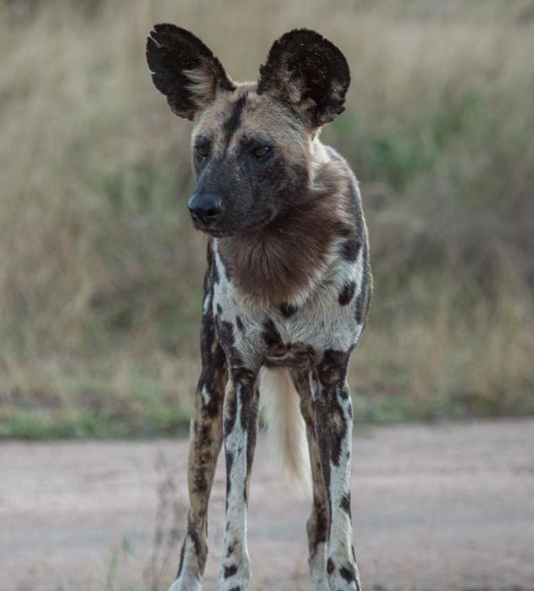 wild-dog-standing