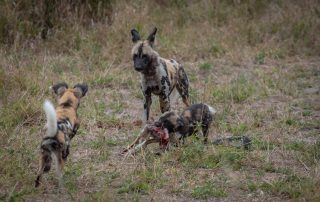 wild-dog-with-two-wild-dog-puppies-feeding-on-a-scrub-hare