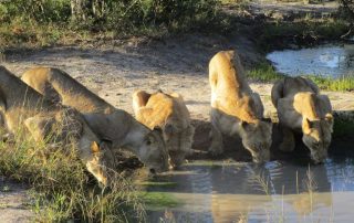 Pride of lions drinking water at a waterhole in the Sabi Sand Reserve, captured at Arathusa Safari Lodge.