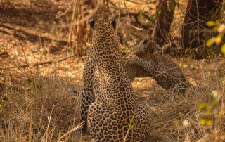 leopard-and-cubs