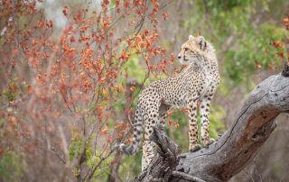 cheetah-cub-standing-on-a-tree