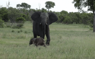 elephant-standing-over-calf