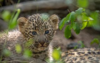 leopard-cub