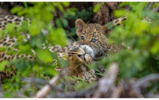 leopard-cub-with-leopardess