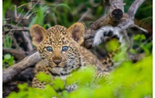 leopard-cub-with-blue-eyes