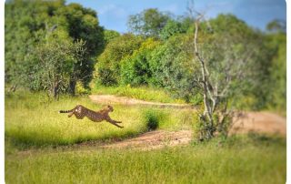 cheetah