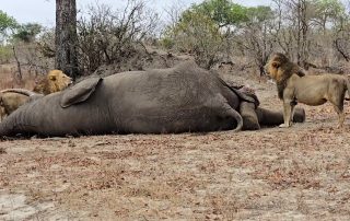 An elephant draws a crowd of lions at Arathusa