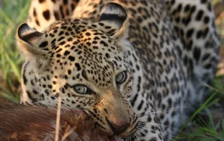 Nhenhe the leopard with focused eyes feeding on prey at Arathusa Safari Lodge.