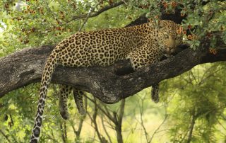 A leopard resting on a sturdy tree branch, surrounded by lush green foliage in the African wilderness. Its long tail drapes down as it blends seamlessly with its natural surroundings.