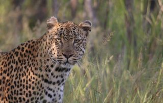 A dramatic and ultimately tragic confrontation unfolded recently on the Arathusa Safari Lodge traverse, resulting in the death of the Xitsalala male leopard.