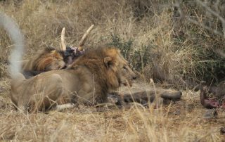 lion sightings near arathusa