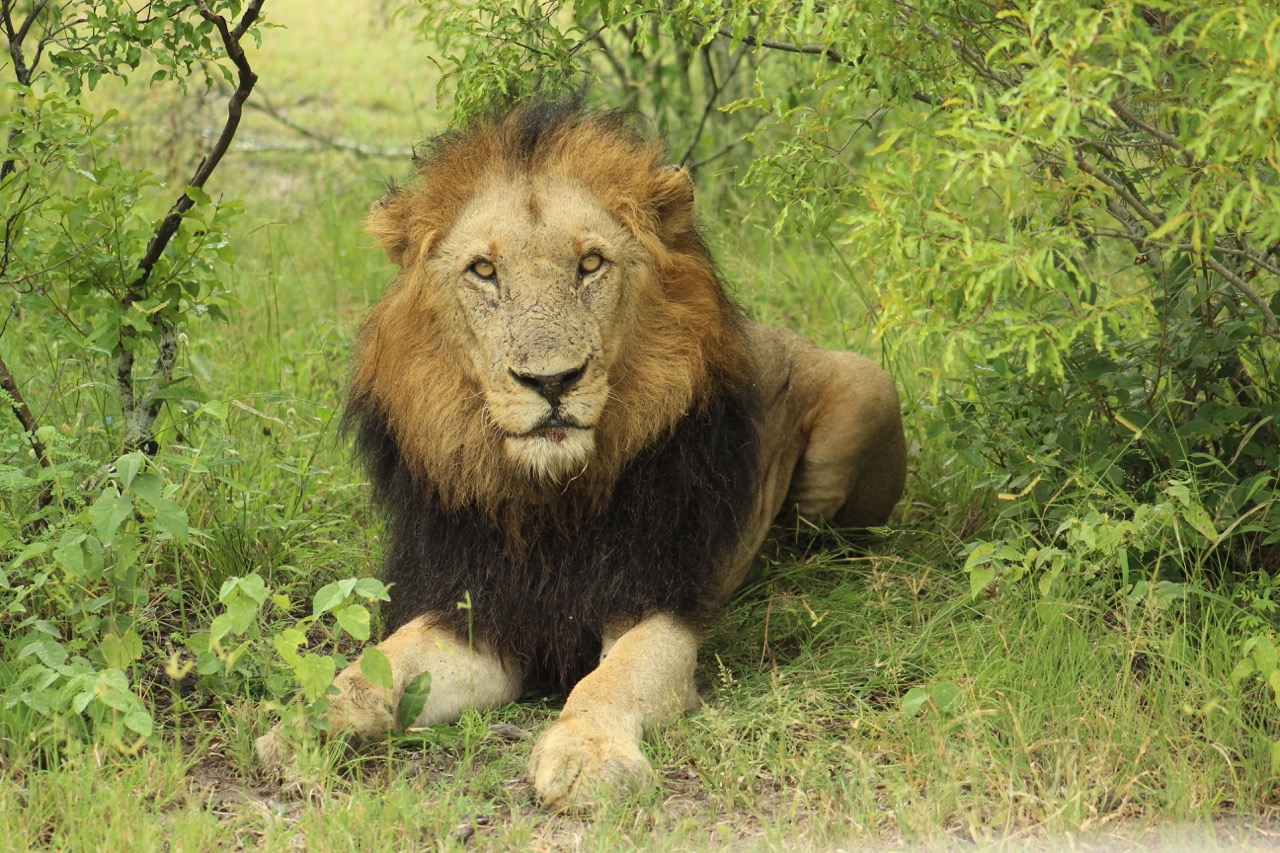 Mantimatle male lion resting in green bushveld in Sabi Sands, facing forward with a dark full mane